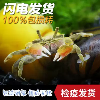 Mini crab Pepper crab Crab Ornamental crab Live pet crab Worm-eating freshwater crab Reptile live 1036