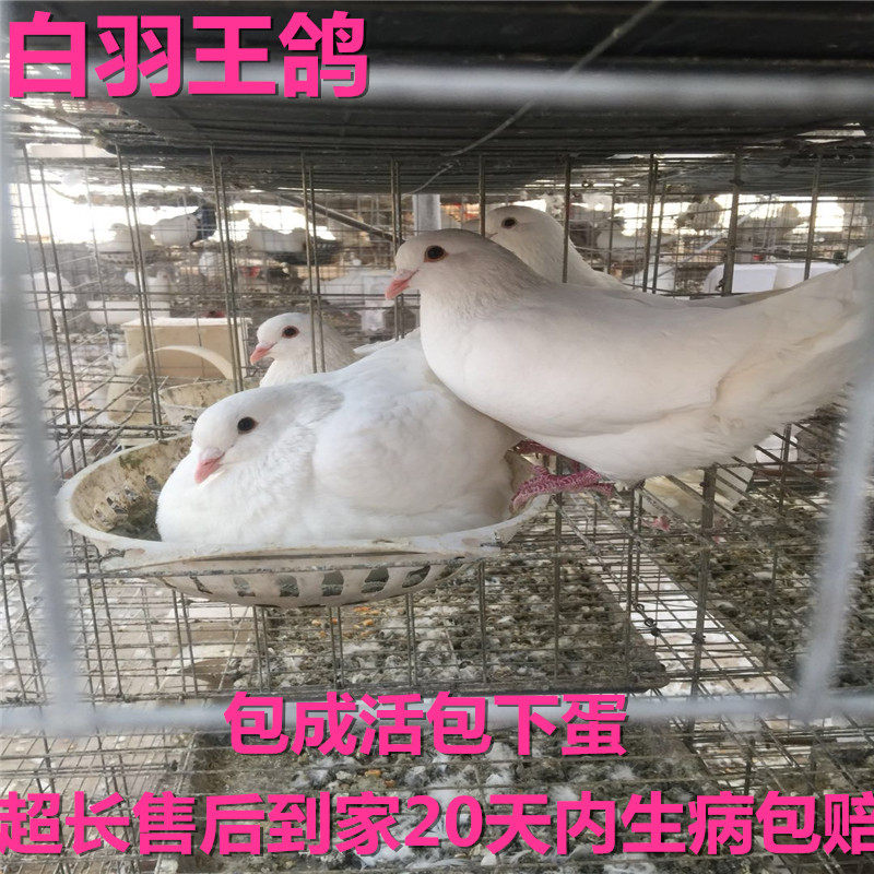 Pigeons living pair Pigeon Pigeon bai yu wang guan shang ge young birds qing nian ge pigeon bird cheap bao huo