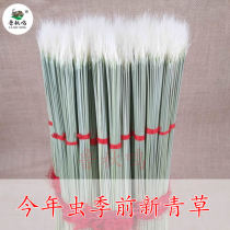 Back then crickets grass crickets oil gourds black worms green grass teeth-opening grass grass bamboo tube supplies