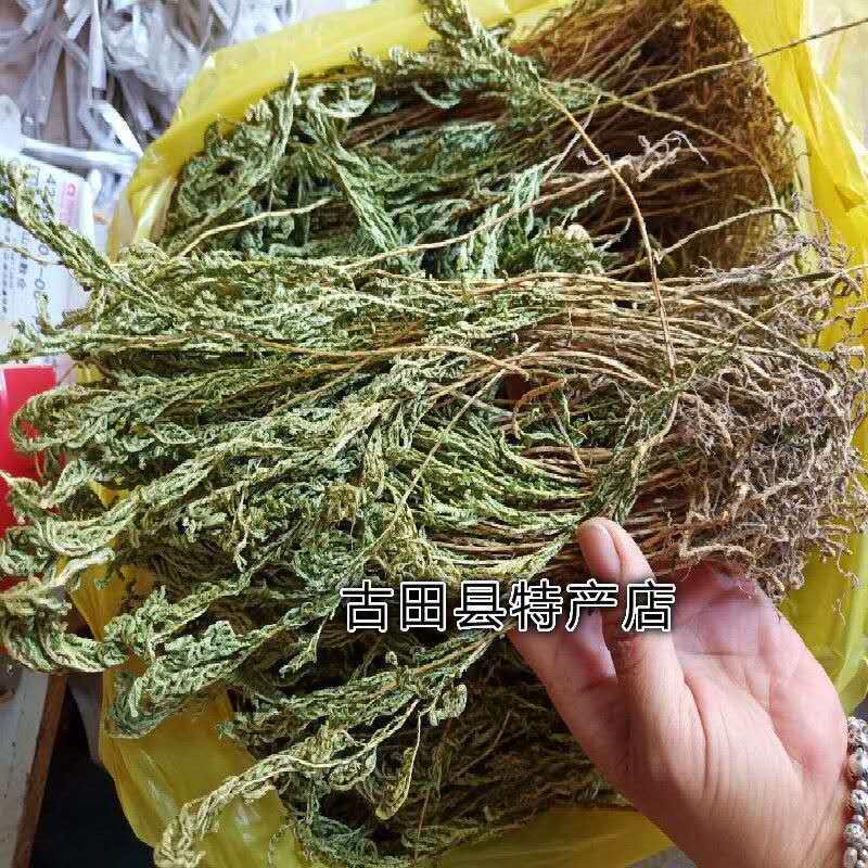 Natural Red Anchovy Golden Hinoki Yanzhou Curly Cypress Stone Cypress Ground Side Cypress Mountain Hinoki Curly Grass 500g