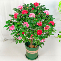 Camellia saplings potted indoor balcony flower courtyard cold-tolerant plants Luzhou-flavor large flowers blooming in all seasons