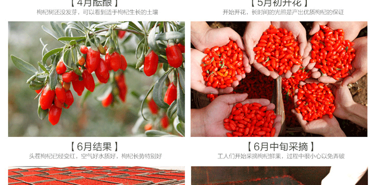 Wolfberry_25.gif