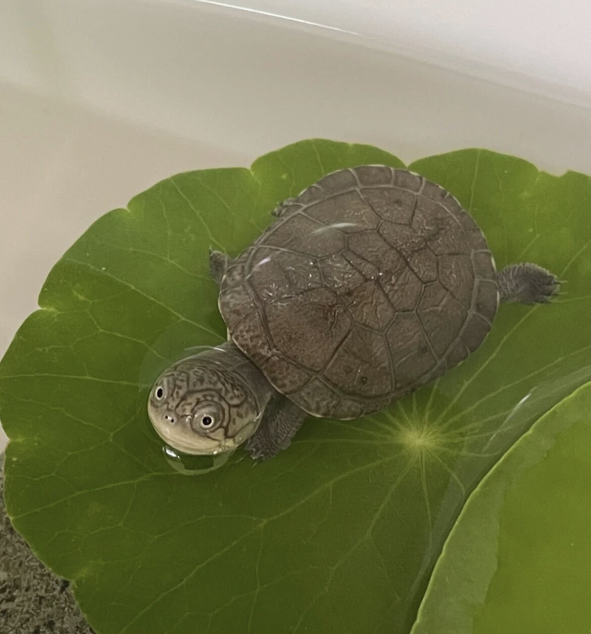 网红仰泳龟:西非猪龟苗,你的水中新宠?-龟/鳖-淘宝好物网