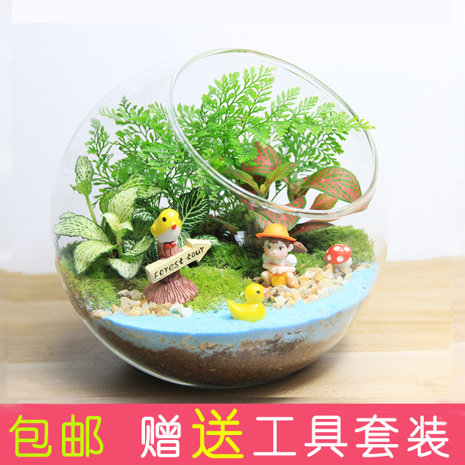 Moss micro landscape ecological bottle Funny plant Creative Office DIY Material pack Mini Glass potted gift