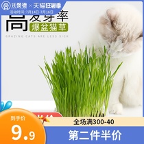 Cat grass seed hairy ball hair cat cat peppermint catgrass hydroponic barley planting set cat snack cat pot