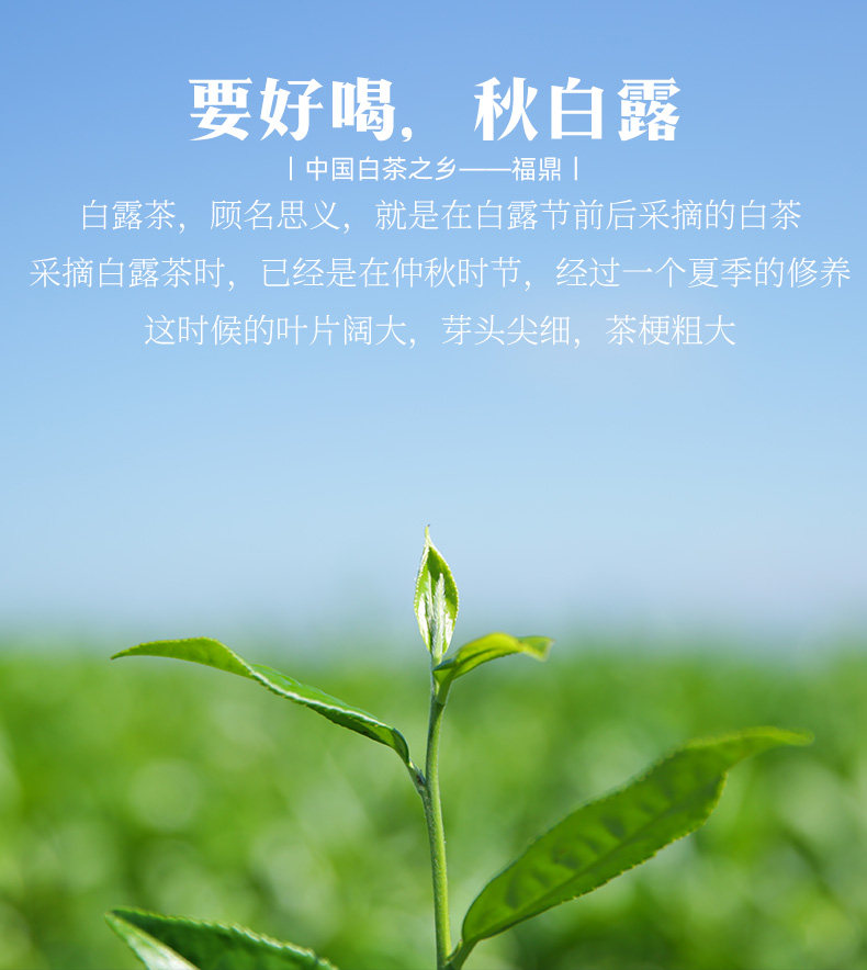 馥益堂 福鼎白茶 19年白露茶 85g*3袋 礼盒装 图4