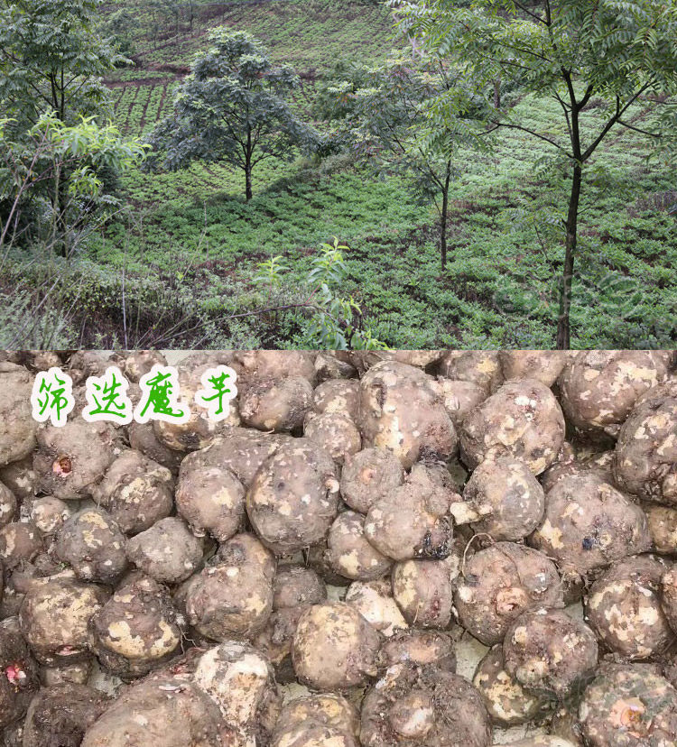 6 мешков магической хроматографии в национальном дне _06.jpg