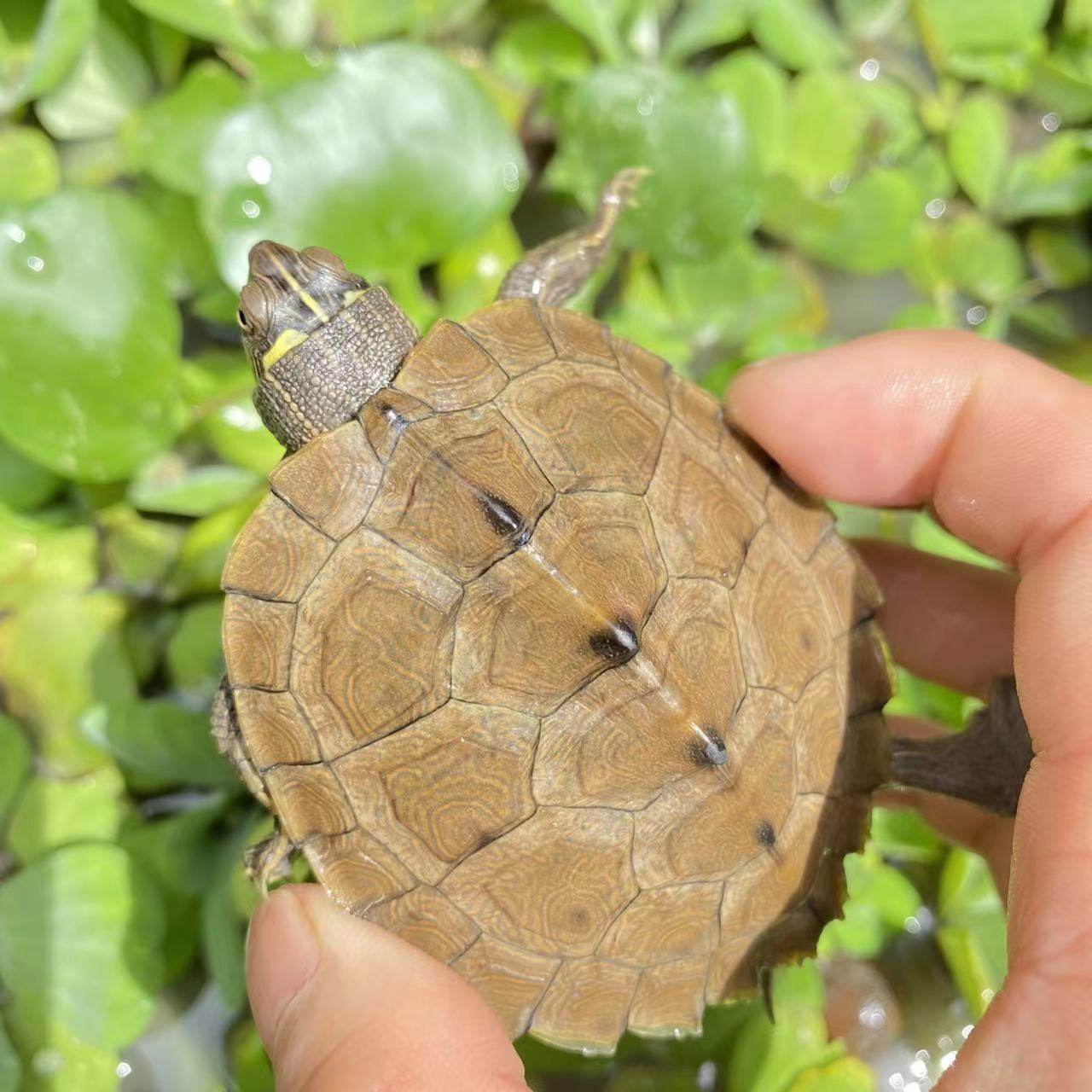 🐢超萌来袭！揭秘小乌龟界的“活地图”——密西西比黑瘤地图龟！🌟-龟/鳖-淘宝好物网