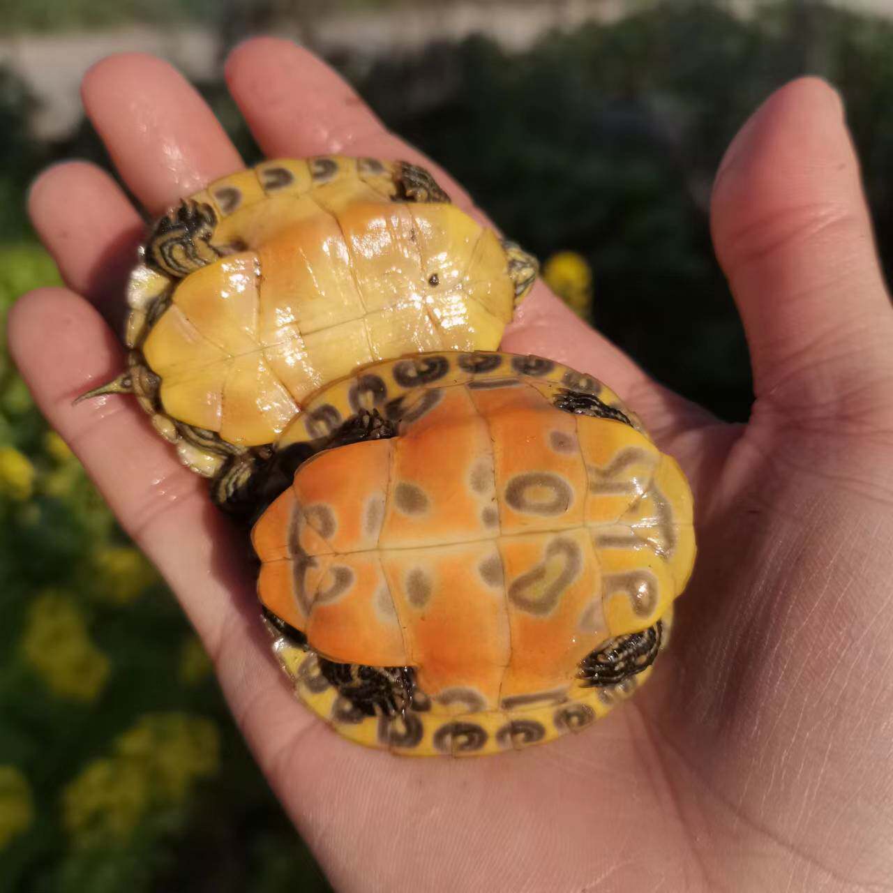 火焰龟,你的新宠物小伙伴!温顺又好看,冷水深水两相宜?🔥🐢-龟-淘宝好物网