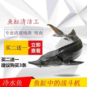 【冷水鱼活体小型图片】冷水鱼活体小型图片大