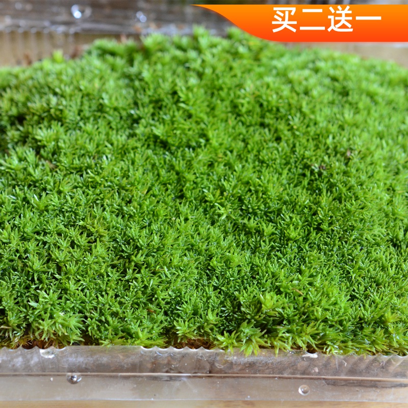 White Hair Moss Creative Microscape Eco Bottle DIY Small White Hair Plant Material