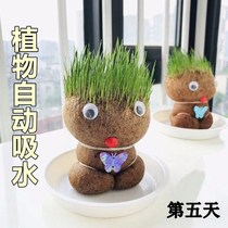 Creative grass doll novelty plant student plant hydroculture observation pot fixtures childrens gift