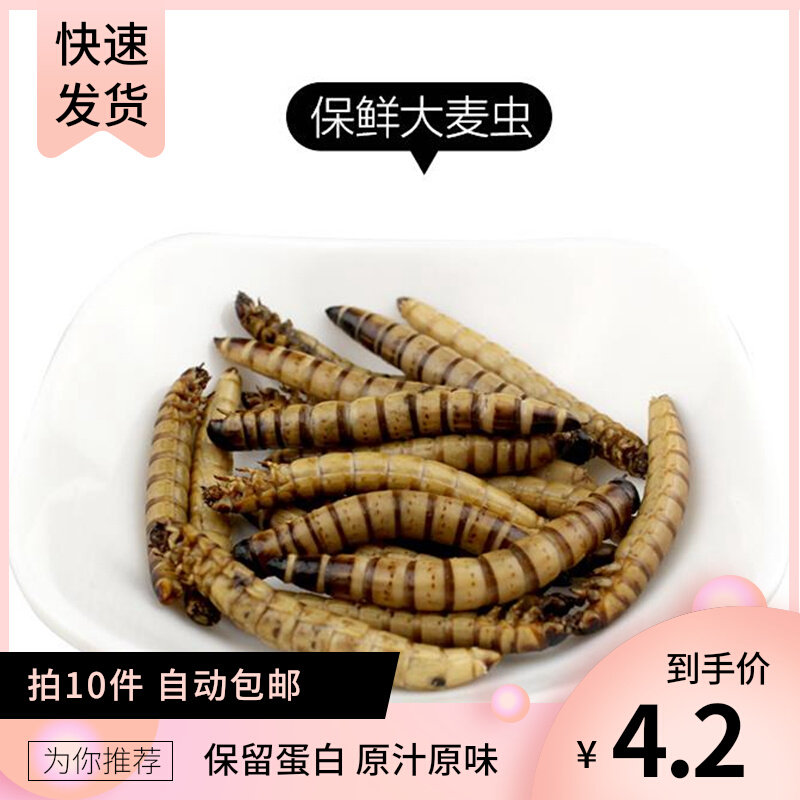 Refreshing Barley Bugs Hedgehog Feed Close Bag of Foods High-grade Grain Snacks Nectar-Nutrient High Protein Lyophiliary