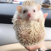 Africa Mini Hedgehog Living Students Breeding Nets Red Small Sloth People Pet Cub Bags Live Healthy Pure Breed Pet Stings