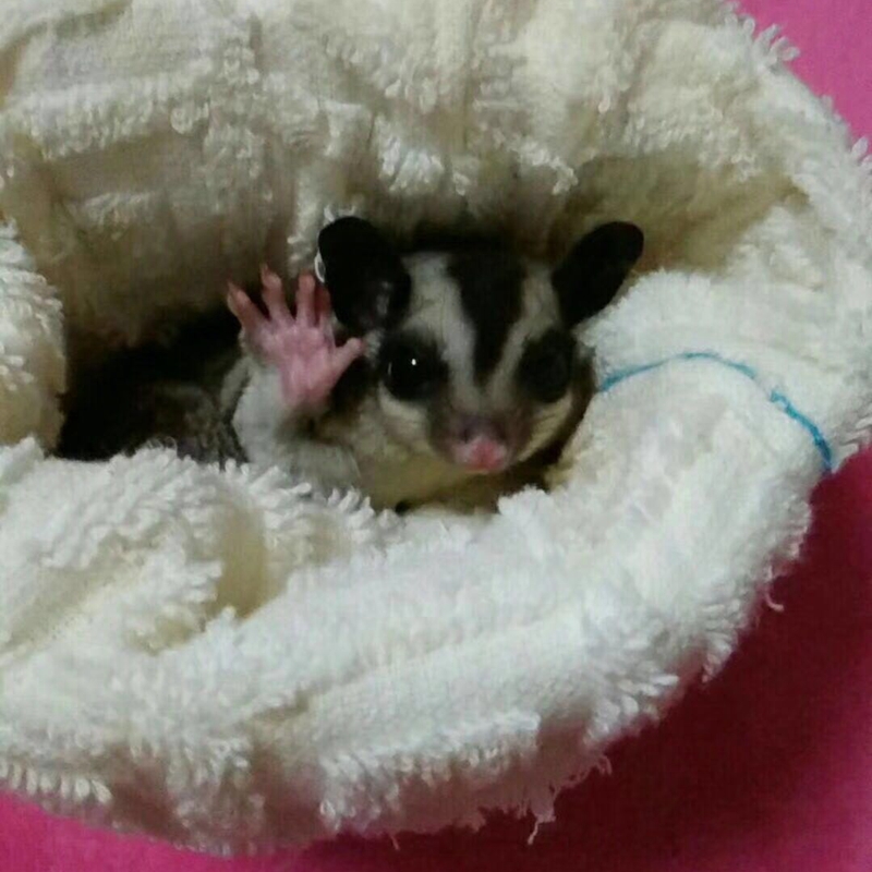 [USD 252.50] Honey bag baby live honey kangaroo exotic honey bag cub