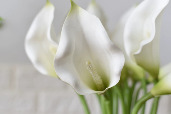 pu trắng calla lily mô phỏng hoa giả phòng khách trang trí hoa bàn trang trí hoa trang trí cắm hoa nhựa - Hoa nhân tạo / Cây / Trái cây