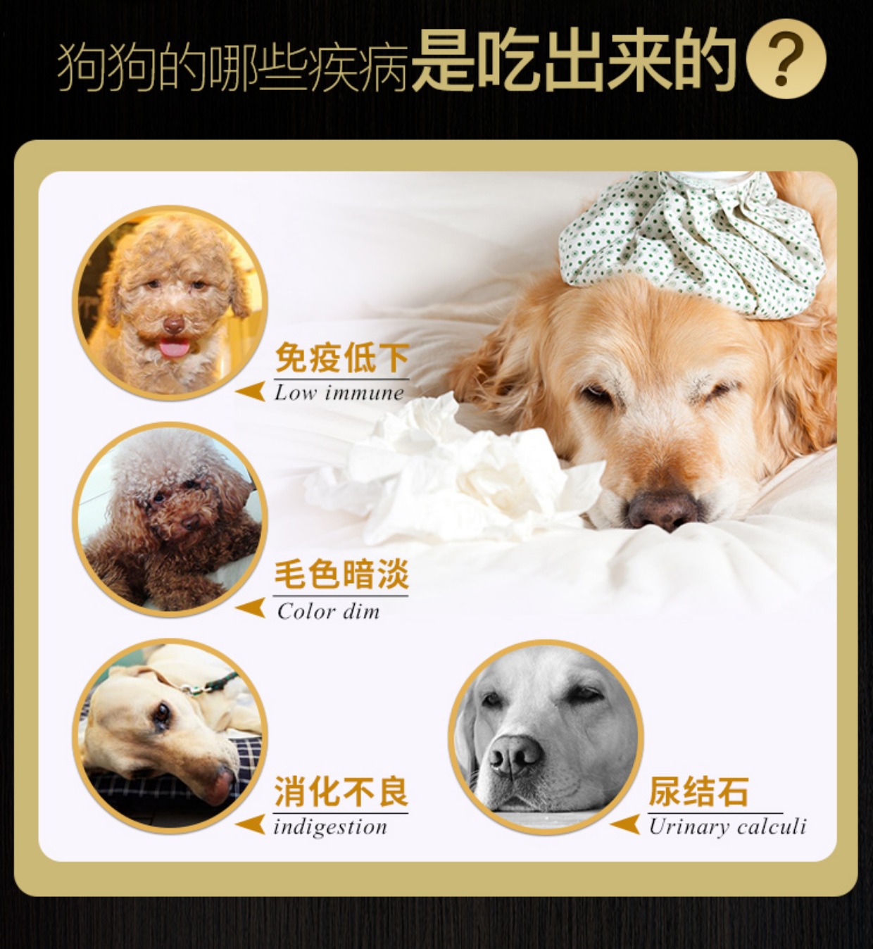 Power Wolf Dog Food Flammulina Mushroom Thịt bò cuộn Chó nhỏ Thức ăn cho chó trưởng thành 5kg Teddy Bear Bear Dog Food - Chó Staples thức ăn hạt mềm zenith cho chó