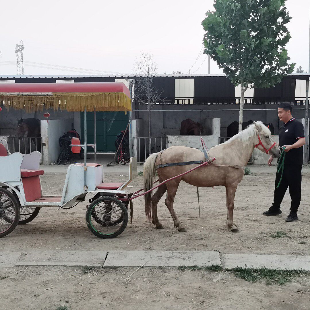 超萌矮马品种大揭秘:拉车马德保矮马设特兰矮马小型马矮脚马果下马川马pony!谁是你心中的马场小可爱?-马-淘宝好物网
