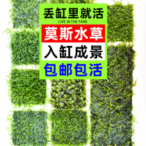  Big triangle moss aquatic plant live Mousse MOSS real aquatic plant Shenmu Moss fish tank aquarium landscaping decoration