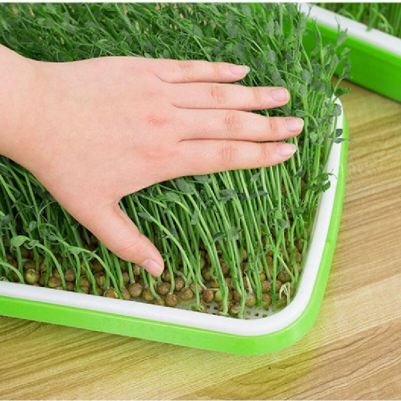 Bean sprouts germination pot hydroponic vegetable planting box equipment soybean sprouts seedling plate bean sprouts vegetable fresh