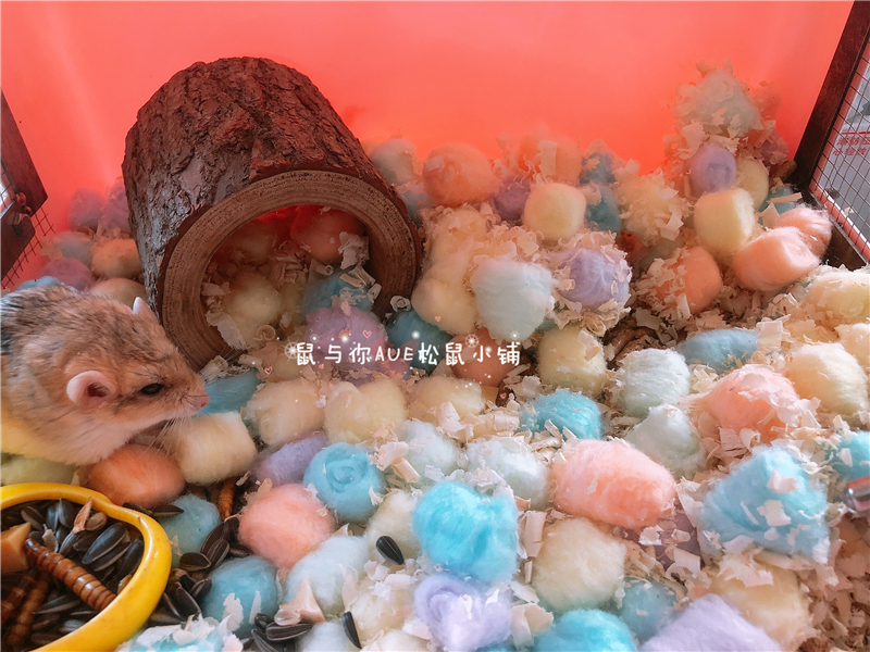 Golden Silk Bear Hamster Squirrel Big Eyed Flying Rat Nectar Bag of Vegetable Supplies Ordering over Winter Warm DegreaseCotton Colored Cotton Warm