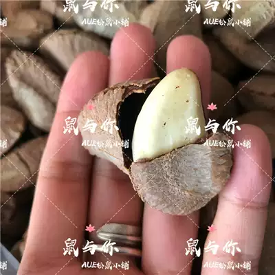 Squirrel Groundmouse Flower Branch Snacks Nuts Raw Brazil Nutals Abalone Fruit Bulk Squirrel Snacks Nut