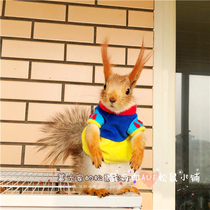 Small pet supplies squirrel clothes Prince Snow White small clothes squirrel photo custom small clothes cute