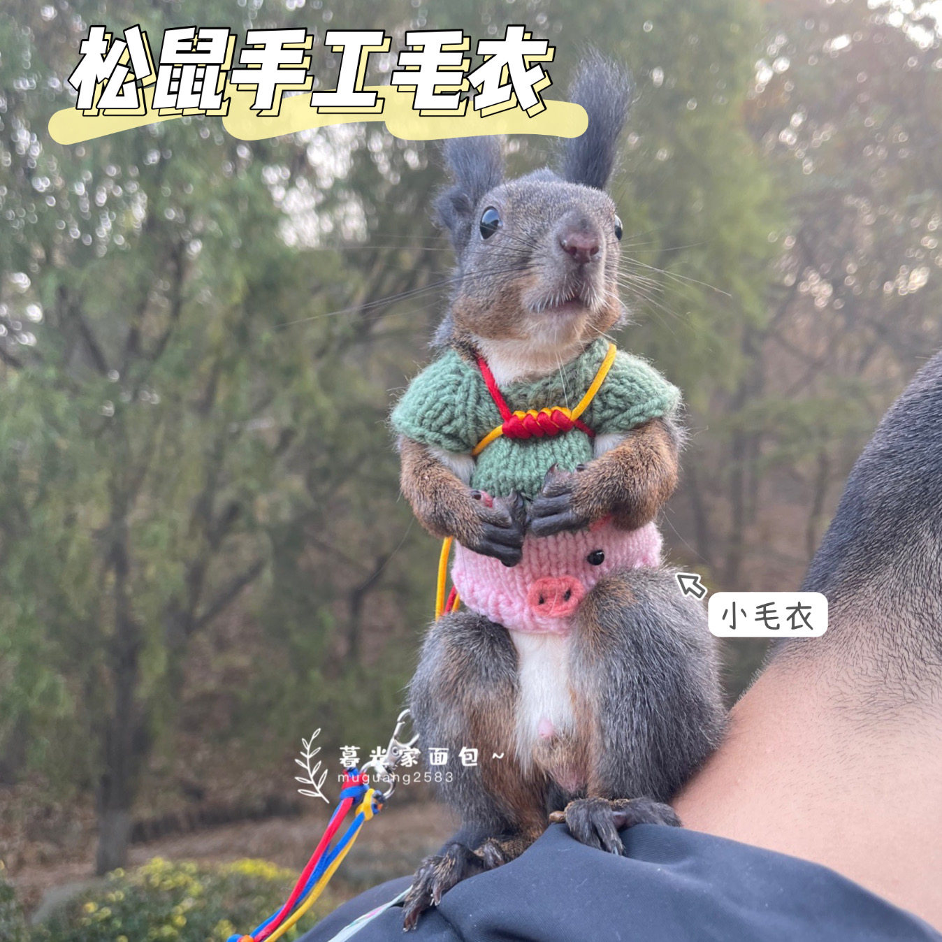 Flowers Branches Pine Flying Squirrel Little Pet Personality Outside With Clothes Ornament Cute Handmade Christmas Sweater Winter Style Knitted Cartoon-Taobao