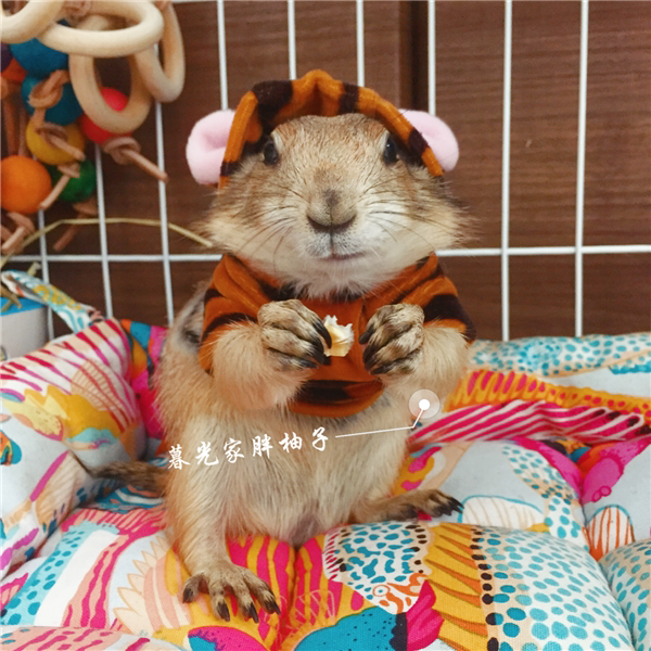 (Rat & You) Pets Black-tailed Tuet Rat Small Clothes Young Cat Puppies Clothes Custom Made of Changed Clothes Selling Cute Clothes