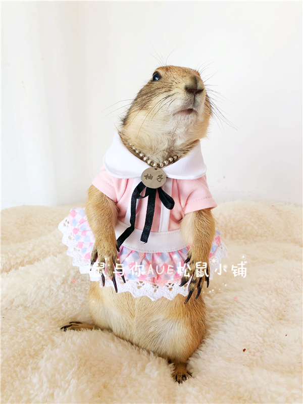 Black Tailed Tug Rat Clothes Sell Cute Dress Series Multiple Dresses Clothes Style Multiple (Skirt Series)