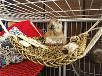 (Rat with you) Squirrel Totoro Black Tailed Groundhog Vine Hammock Bite Toy Swing Hand-made