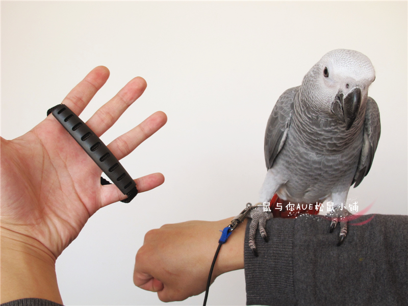 Parrot releases traction rope open foot ring walk bird rope scaffold scaffold fittings small middle large parrot out and fly