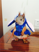 Squirrel clothes Wooden Ears skirts Steiners two clothes open buckles hooded clothes (Steat)