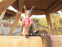Squirrel clothes squirrel supplies cute red and white strip stand collar T-shirt thin Demon King snow squirrel