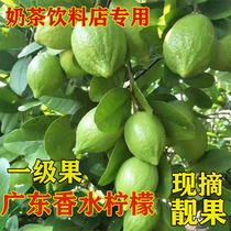 Guangdong perfume lemon 5kg first-class fruit wholesale fresh seed-free four seasons green lemon milk tea for beverage stores