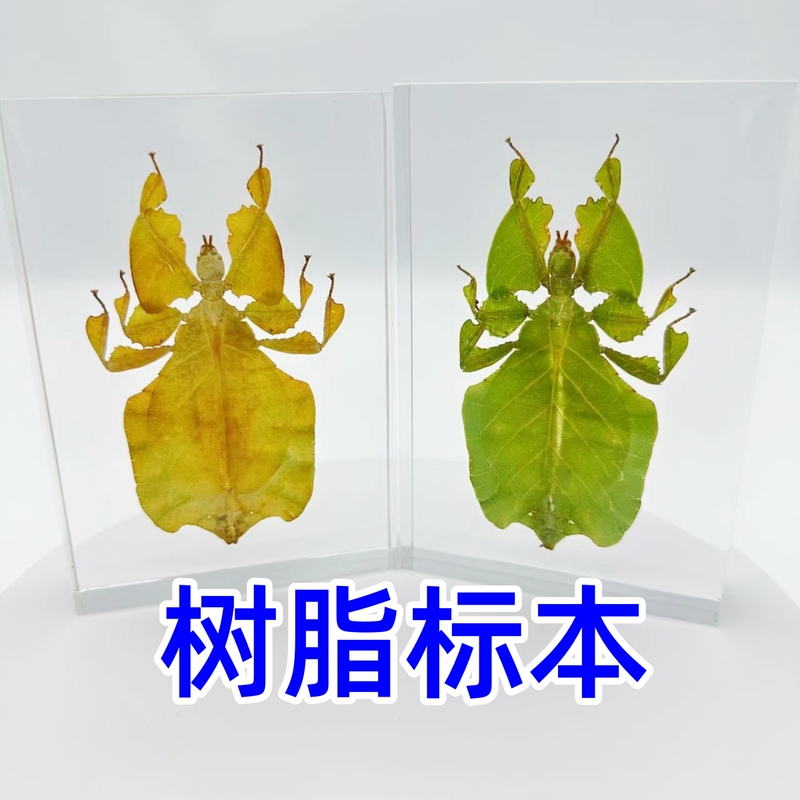 Resin Specimens, Scale Specimens, Leaf Insects, Real Insects, Beetles, Bamboo Insects, Whole Posture, Dry Goods, Gift-Giving Spectrum Resin Specimens, Scale Specimens, Leaf Insects, Real Insects, Beetles, Bamboo Insects, Whole Posture, Dry Goods, Gift-Giving Spectrum