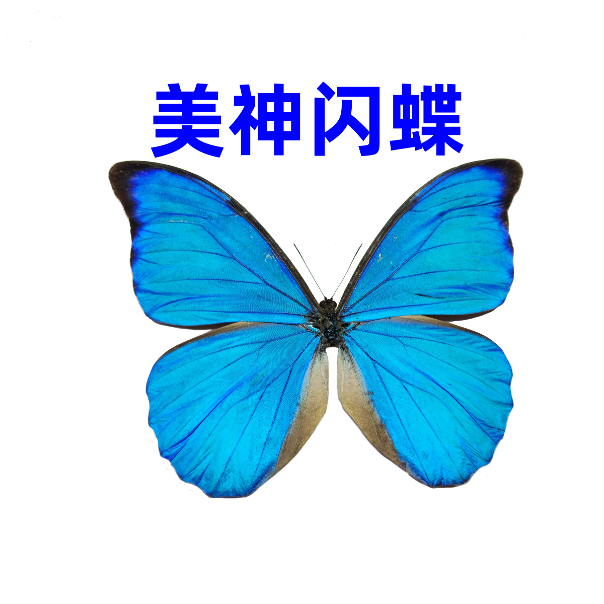 美神闪蝶蝴蝶标本原蝶展翅品一图一物可挑选真昆虫大蓝闪蝶标本