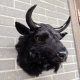 Маленькая голова черного яка - натуральная кожа (рога снимаются)