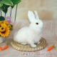 Ginseng White Side Rabbit, чтобы отправить 1 пенную редю