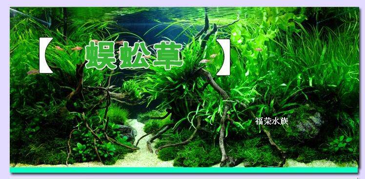 蜈蚣草水蕴草水族箱造景新手水草无需co2 最后8小时 蜈蚣草 水族箱 水草 造景 无需途虎网