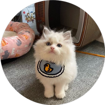Cat bib ornaments knitted cute collar ragdoll blue cat saliva scarf accessories bow young kitten bib
