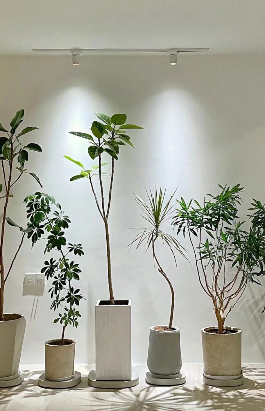 重庆森海园林植物批发部的LOGO
