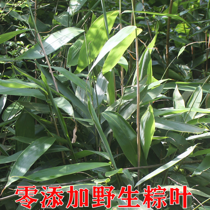 顺丰包邮新鲜大粽子箬竹叶,端午必备,湖南特产,商用首选!-粽叶-淘宝百科网