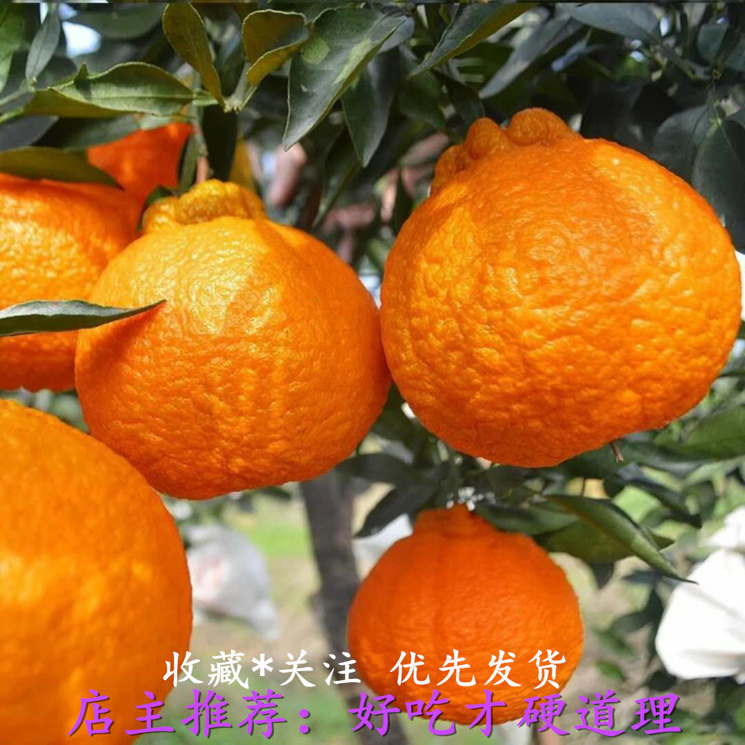 Unknown to fire ugly orange fresh fruit orange Sichuan Zhengzong Ugly Orange grade Ugly Grade Big fruit 10 catty