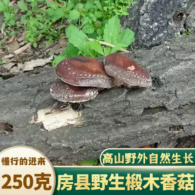 Shennongjia wild basswood mushroom farmhouse dried shiitake mushrooms winter mushroom household fragrant fungus Fangxian shiitake mushroom dry goods 250g