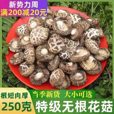 New premium mushroom farm shiitake dry goods 250g root short thick mushroom mushroom edible mushroom rootless flower mushroom