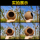 Птичье гнездо из скорлупы кокосового ореха, тигровая шкура, пион, Сюаньфэн, литературная птица, попугай, птичье гнездо, тепло для домашних животных, соломенное гнездо, игрушки для птиц, принадлежности mini 4
