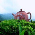 广东梅州客都名茶名酒
