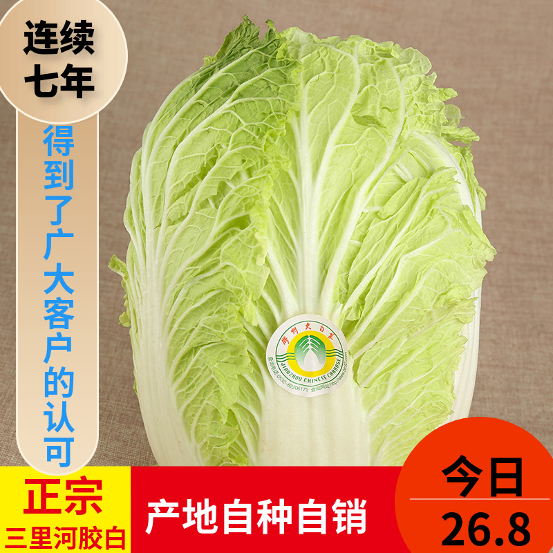 Shandong Qingdao specialty authentic glue white Jiaozhou Sanlihe Chinese cabbage Jiaozhou Chinese cabbage fresh vegetables 5 catties
