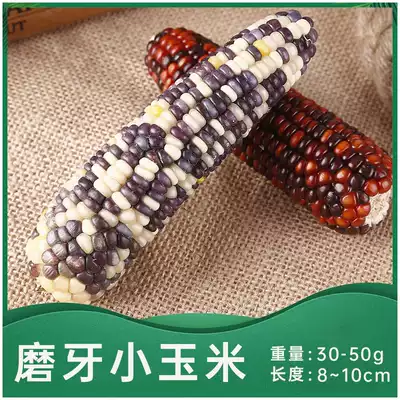(Silly Chinchilla) 1 small corn Cob Chinchilla molar stone Rabbit Rabbit molar bite wooden skewer stone Buy 5 get 1 free